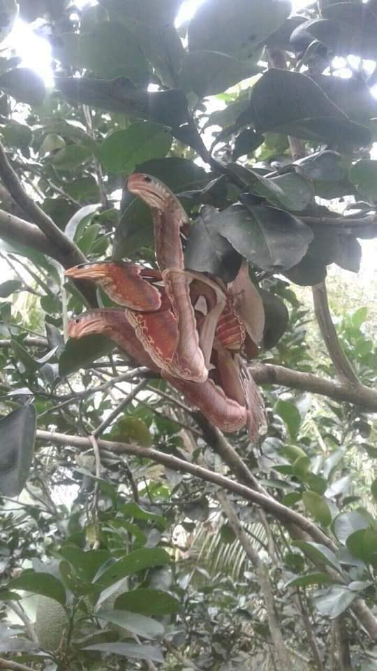  인도네시아에 머리 3개달린 뱀??