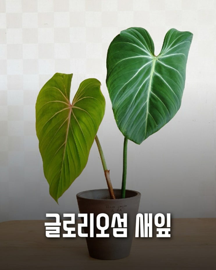  글로리오섬 새잎