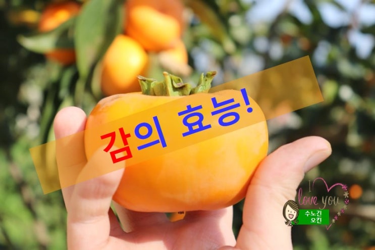  감의효능과 먹는 방법/감을 먹을때 주의사항 입니다.