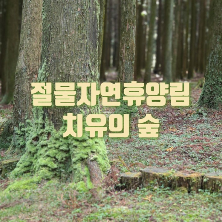  제주 절물자연휴양림 울창한 삼나무 숲에서 오랜만에 휴식 놀멍 쉬멍~노루구경까지~~~