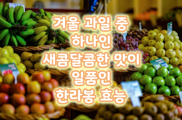  겨울 과일 중 하나인 새콤달콤한 맛이 일품인 한라봉 효능