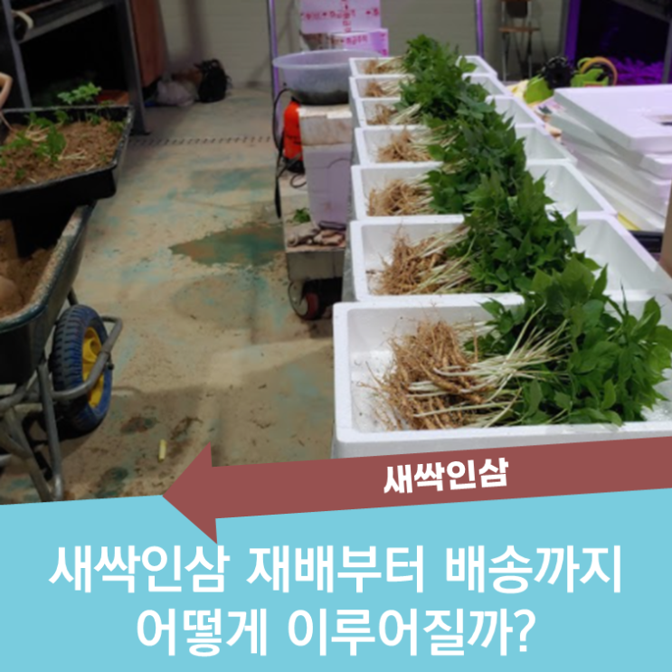  새싹삼, 주문부터 배송까지 어떻게 이루어질까?