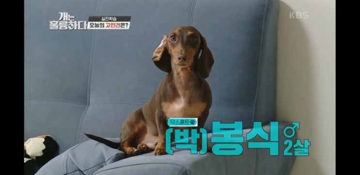 ‘개는 훌륭하다’ 52회 리뷰, 천사견이 된 구공격견 봉식이