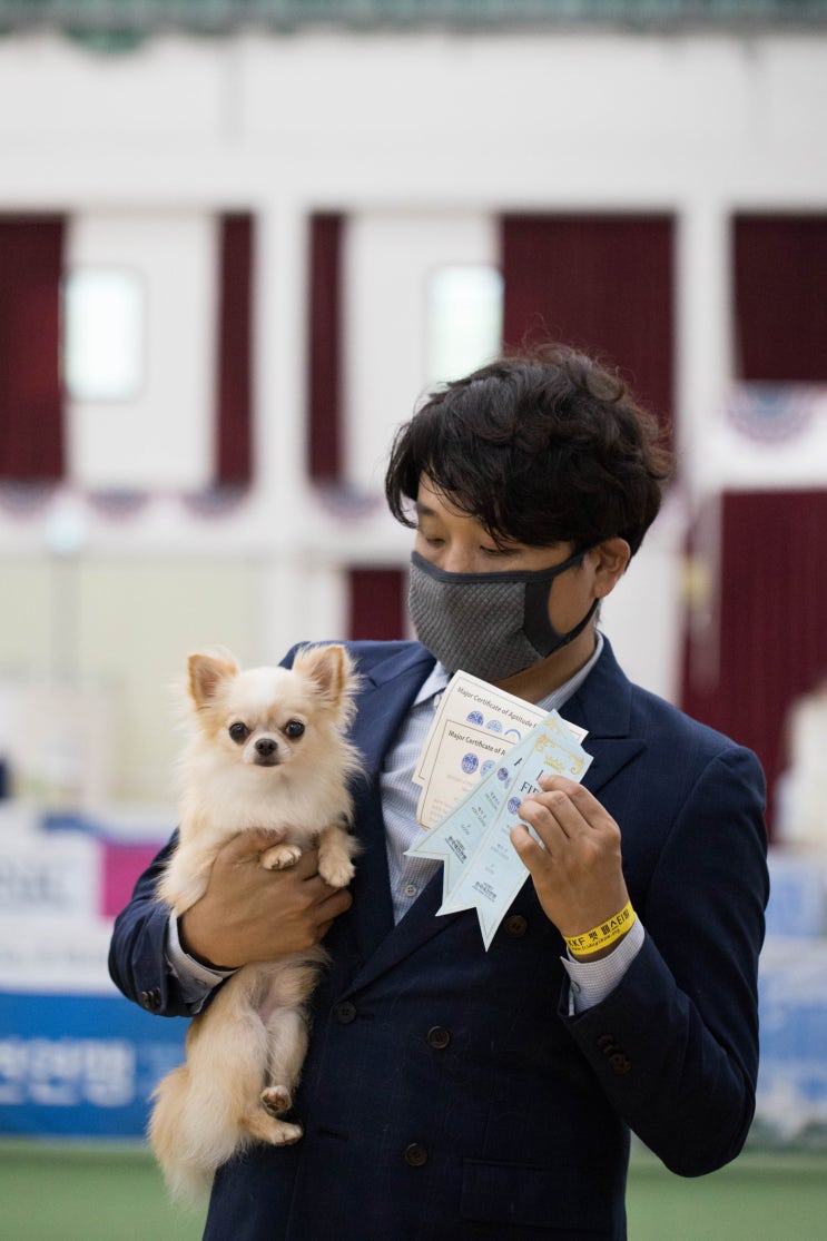  [장모치와와] 크림 치와와 슈, 도그쇼 출진했어요