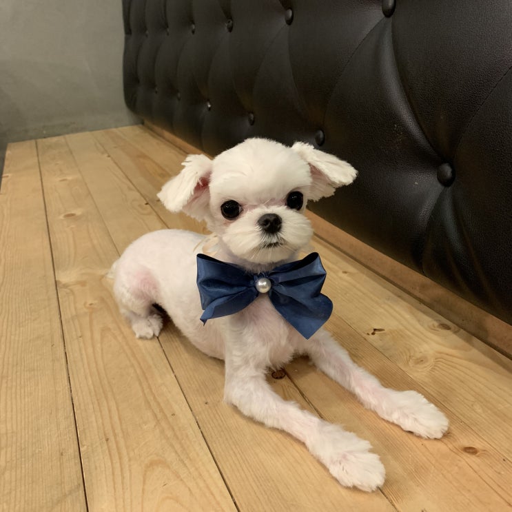  [대전 강아지 미용] 대전 도그하우스에서 cctv 보면서 5mm 미용했어요 ️ (꼬망이는 돌잔치 준비중!)