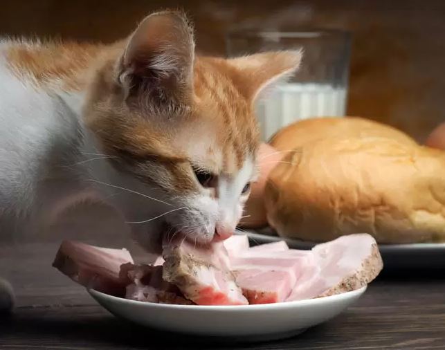  고양이 에게 먹여선 안되는 치명적인 음식 6가지 (1편)