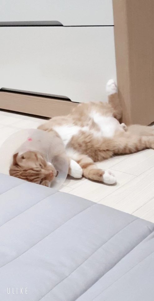  노쿤 땅콩 수확기