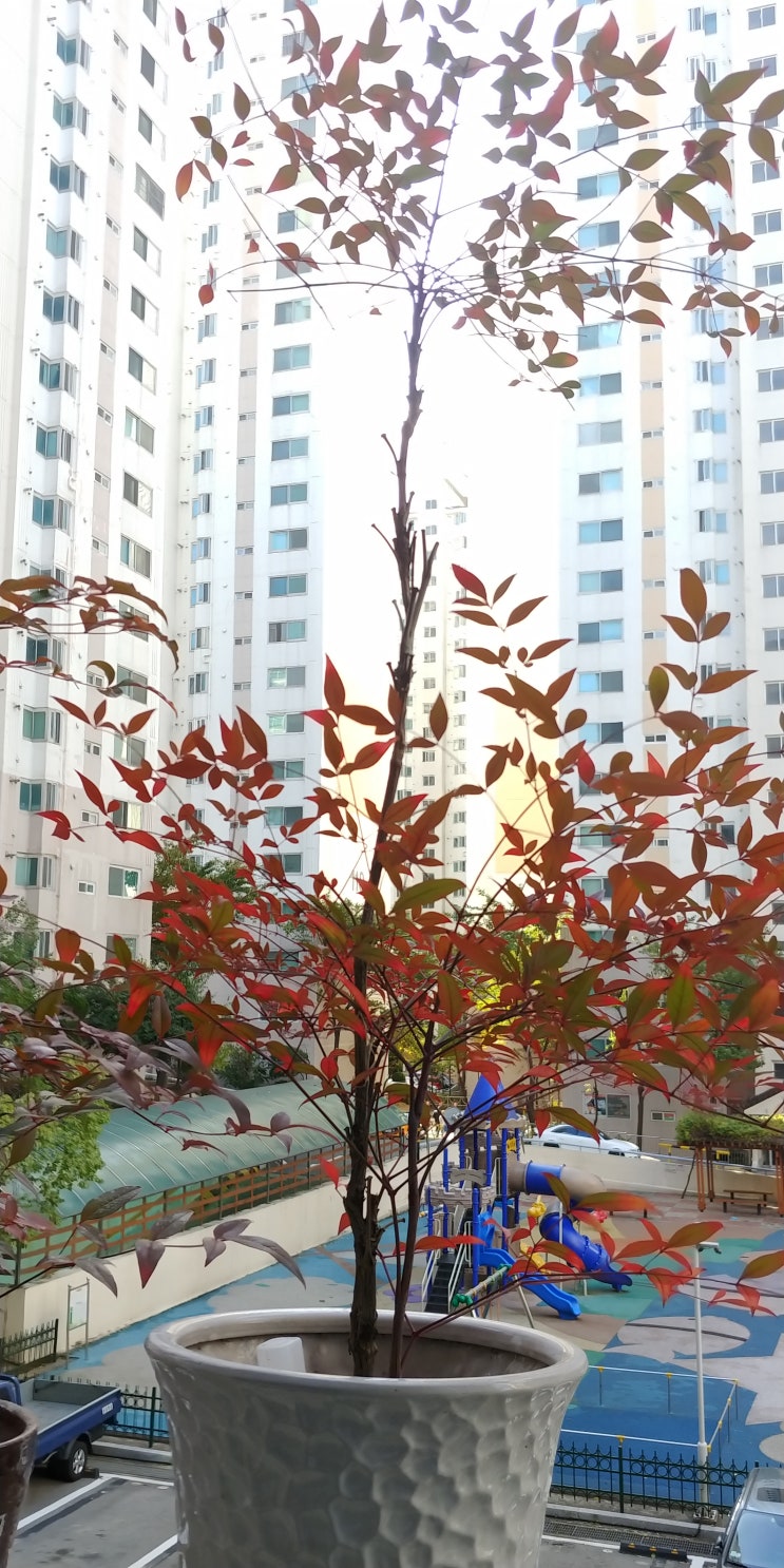 단풍 든 남천, 식물 물 주기, 냉장고 자석, 크리스마스 쿠션, 댕댕이 물 주기, 자석 비누 홀더에 비누 끼우기 단풍 든 남천, 식물 물 주기, 냉장고 자석, 크리스마스 쿠션, 댕댕이 물 주기, 자석 비누 홀더에 비누 끼우기