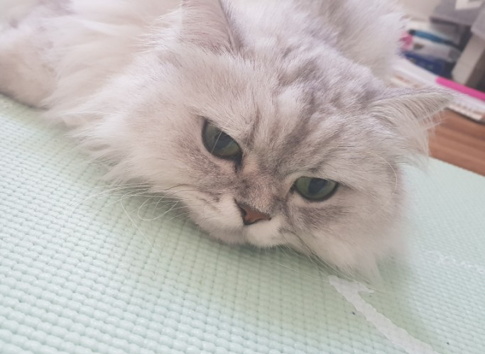  고양이 손톱깎이 방법 및 귀 청소와 이 닦이