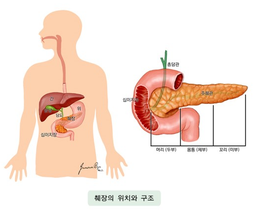  숨어있는 장기 췌장