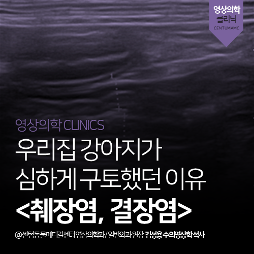  [영상진단전문] 강아지 췌장염·결장염 (부산 분과전문 동물병원)