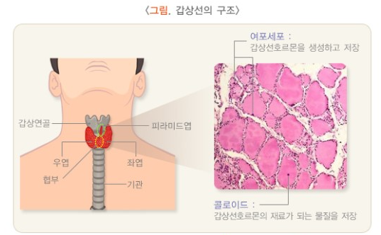  ※갑상선※