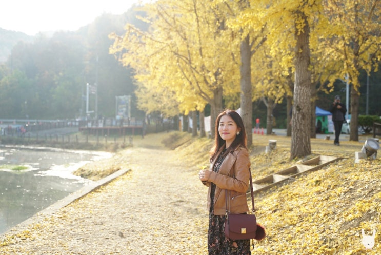  괴산 문광저수지 은행나무길 늦가을 정취