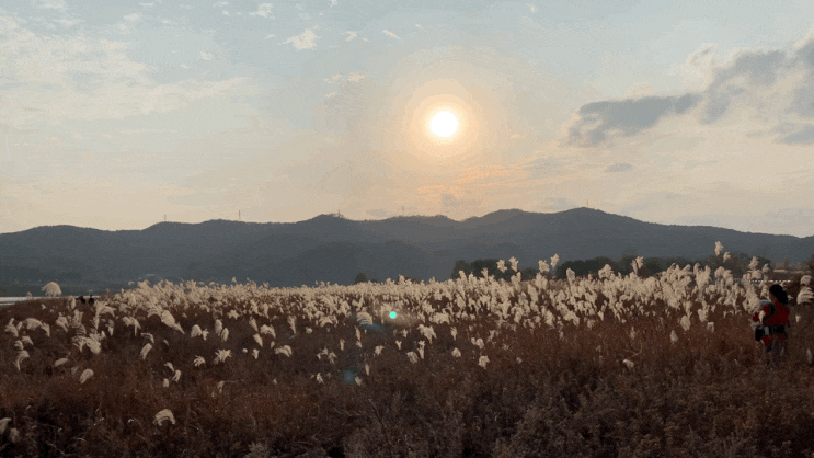  [피크닉]강천섬/백패킹추천/노을맛집