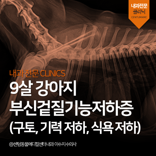  [노령내과전문] 강아지 부신겉질기능저하증, 애디슨병 (부산 내분비계 전문동물병원, Hypoadrenocorticism)