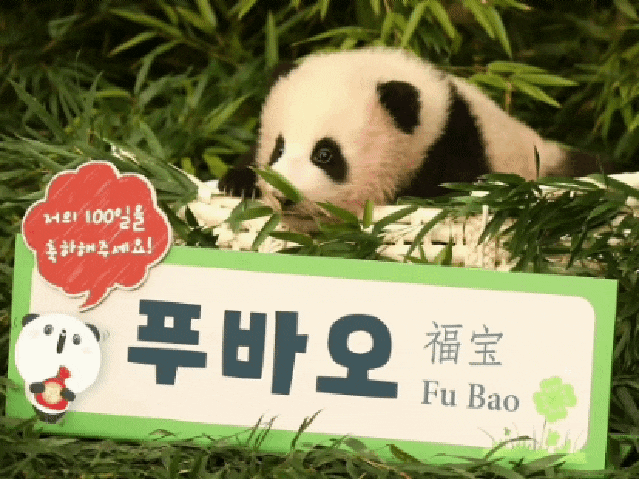 에버랜드 아기 판다 이름 생김 #푸바오 #100일