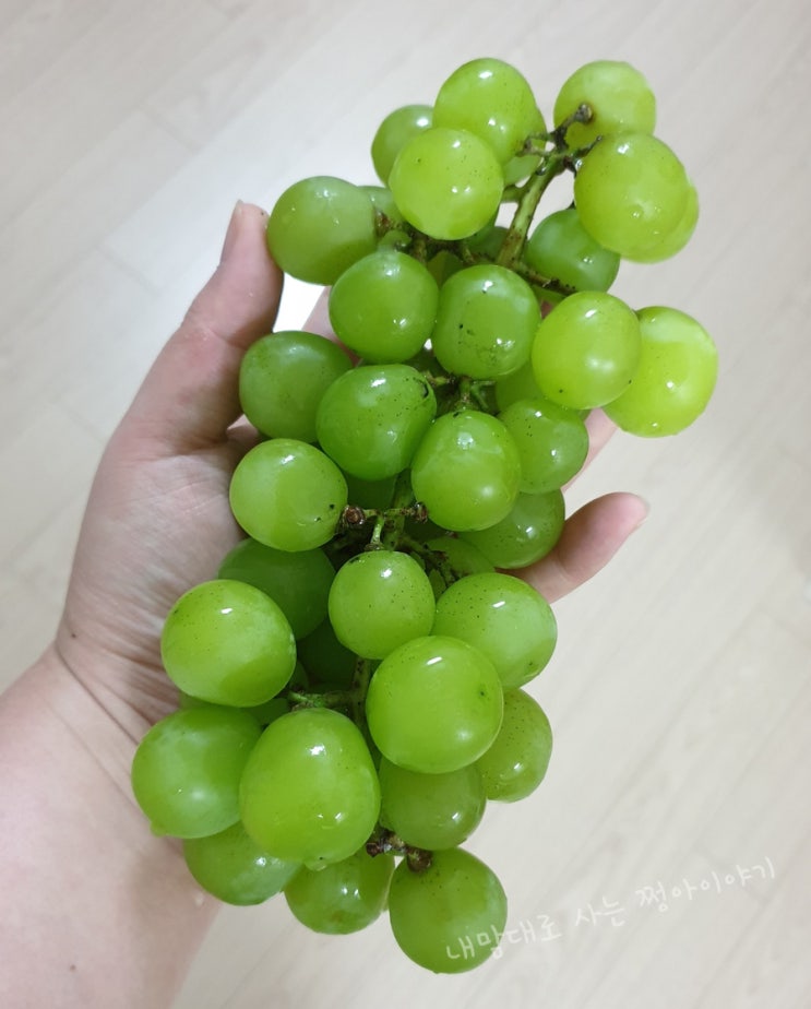  샤인머스켓 비싼이유! 효능이 뭐길래?달달하니 맛있엉 세척법 알아보기