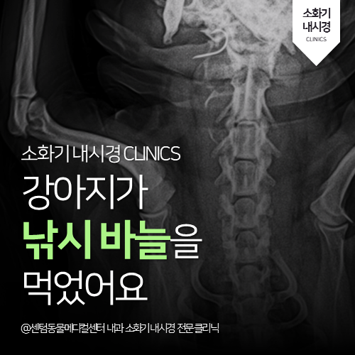  [내시경전문] 강아지가 낚시 바늘을 먹었어요 (부산 응급 내시경 동물병원)