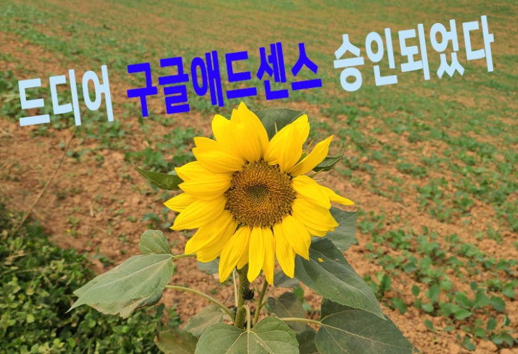  한 달 만에 애드센스승인 받은 이야기