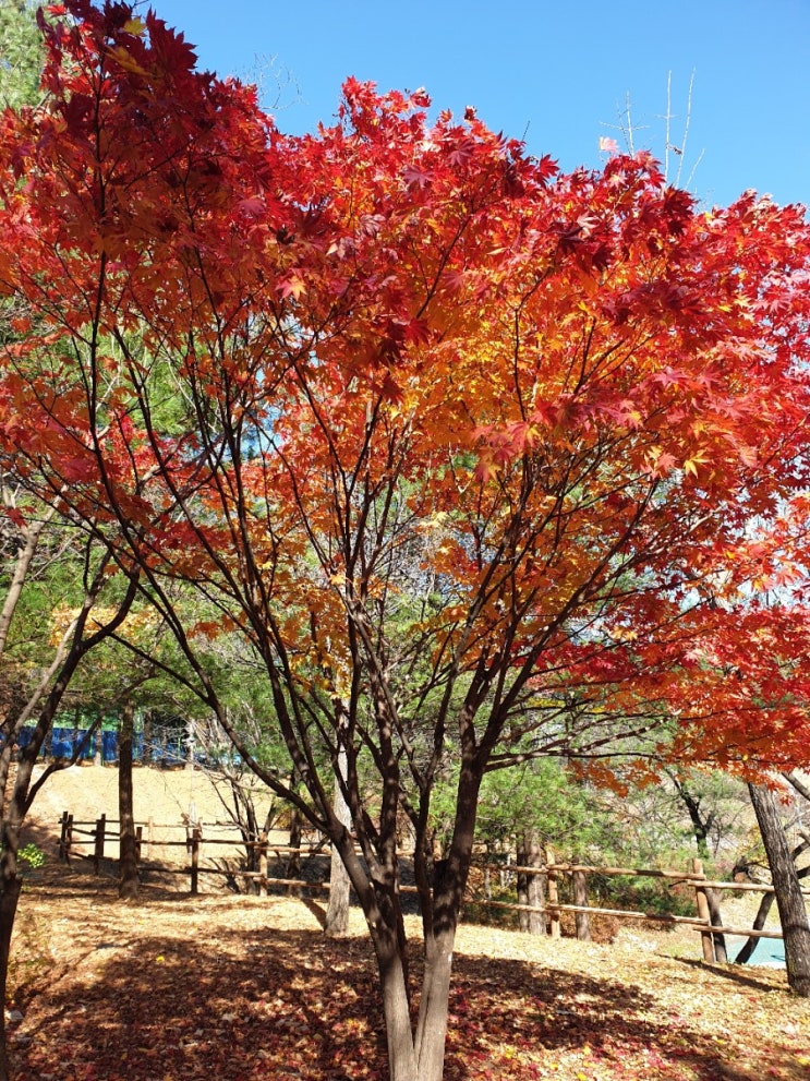  하루 만보걷기, 11개월차, 오늘도 기적과 함께