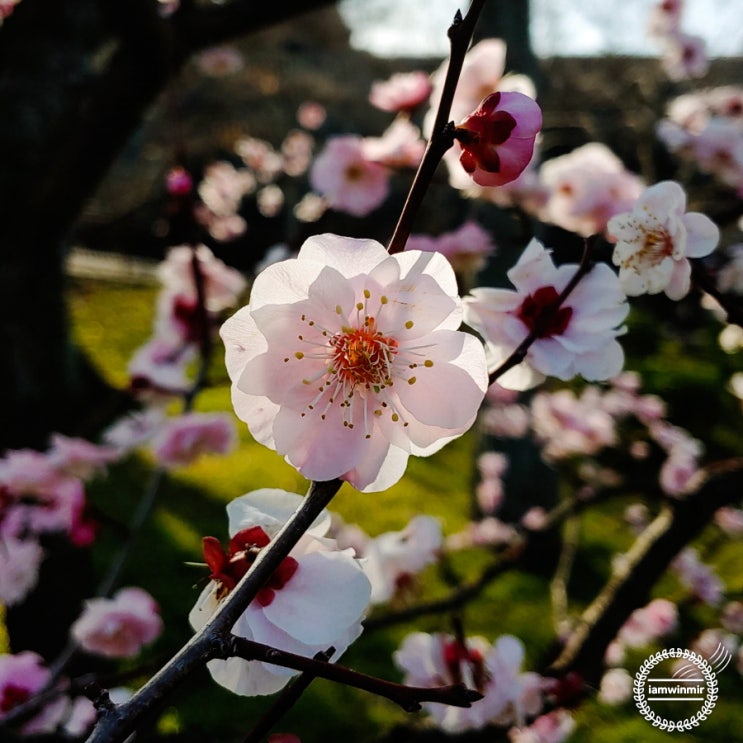 오사카성에서 예상하지 못했던 꽃 구경, 매화숲(매림)