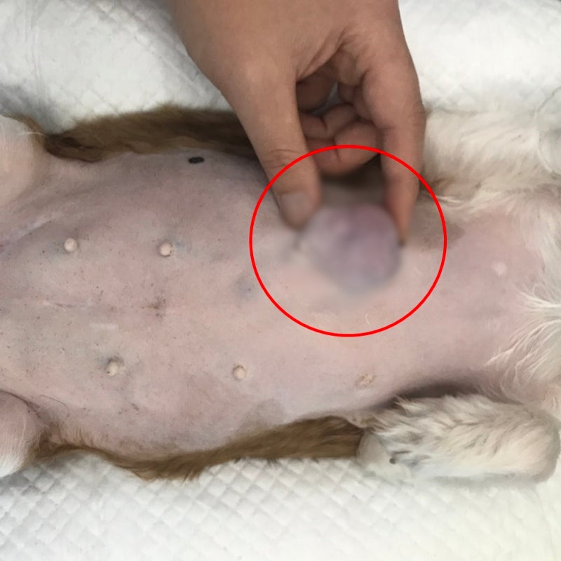 노견 강아지 유선종양 재발 어떻게 해야 할까요 : 네이버 블로그 노견 강아지 유선종양 재발 어떻게 해야 할까요 : 네이버 블로그