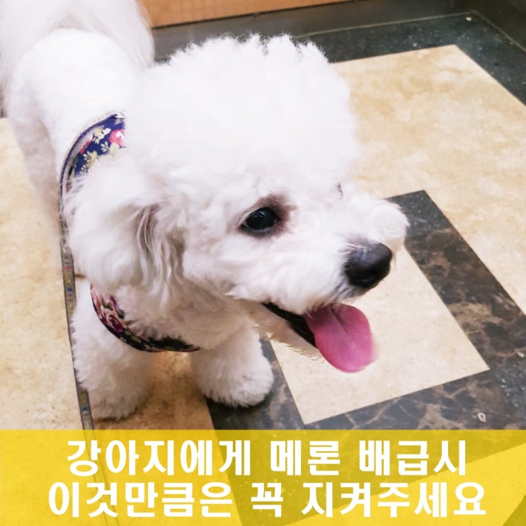 강아지 메론 멜론 줄 때 이것만은 꼭 지켜주세요 강아지 메론 멜론 줄 때 이것만은 꼭 지켜주세요