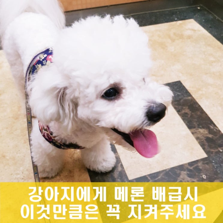 강아지 메론 멜론 줄 때 이것만은 꼭 지켜주세요