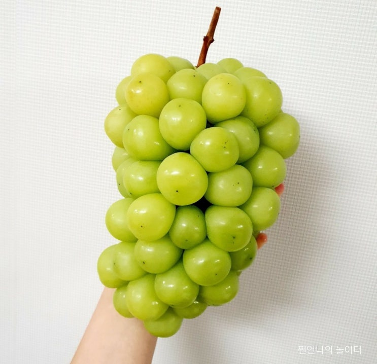  샤인머스켓 비싼이유 로열티없이 판매가능한 이유 이래서 금포도였네!