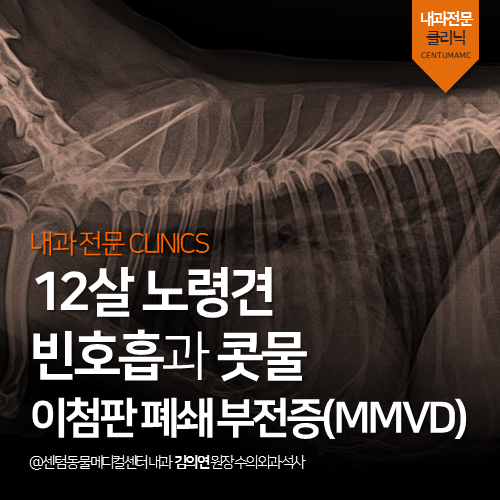  [심장전문진료] 12살 노령견의 빈호흡과 콧물 (부산 강아지 이첨판폐쇄부전증 동물병원)