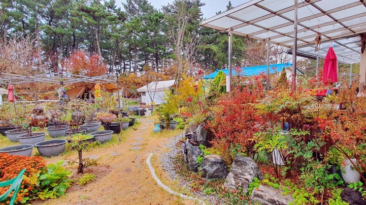  태안 안면도 샛별카라반글램핑장 샛별해수욕장