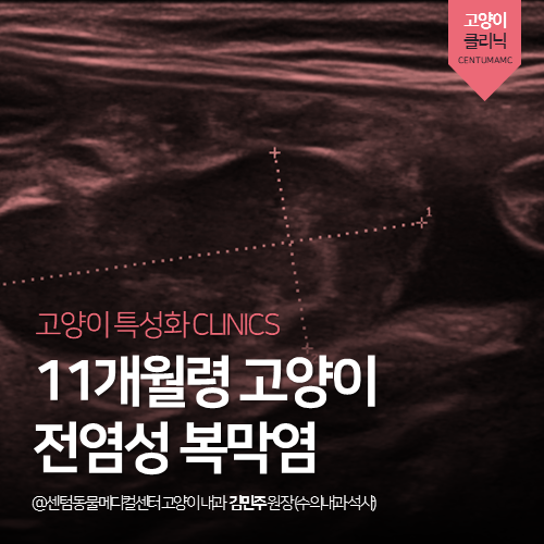  [고양이전문진료] 11개월령 고양이 전염성 복막염 (FIP) 진단과정