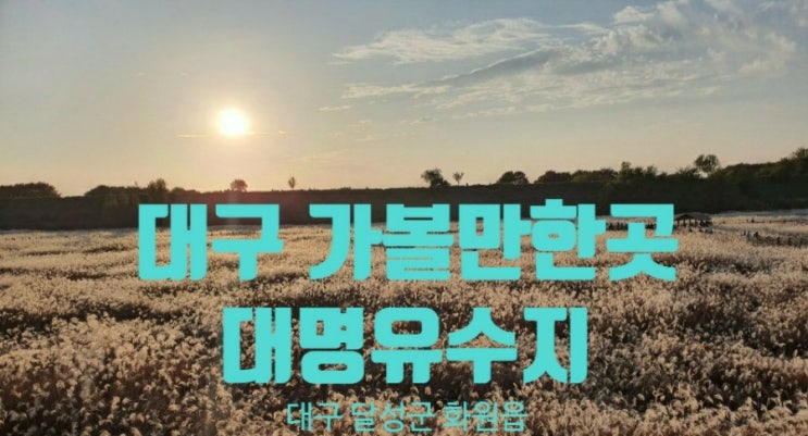  대명유수지 : 대구 사진찍기 좋은곳 억새와 갈대밭 임시주차장 팁