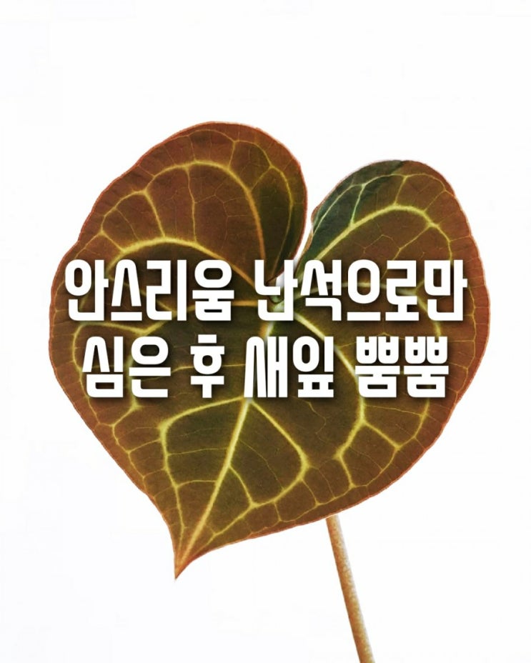  안스리움 난석으로만 심기