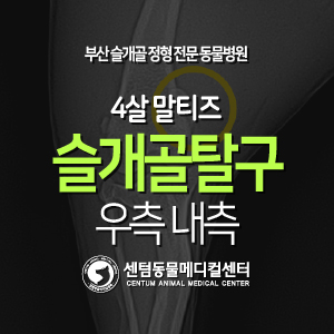  [케이스 소개] 4살 / 말티즈 / 슬개골 탈구 / 우측 내측 (부산 탈구수술 전문 동물병원 센텀동물메디컬센터)