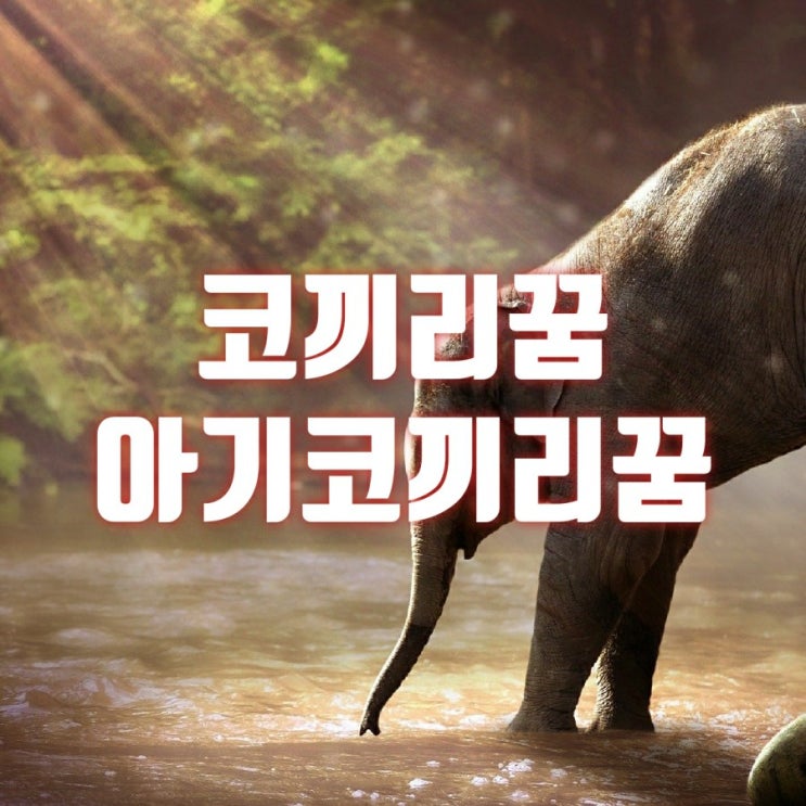  아기코끼리 꿈 코끼리꿈 코끼리 태몽 자세한 꿈해몽 풀이해드릴게요