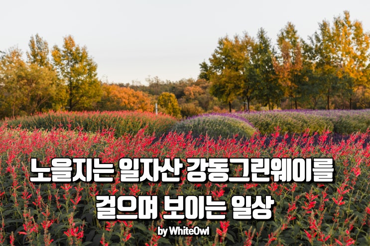  [강동구 SNS콘텐츠 공모전] 노을 지는 일자산 '강동그린웨이'를 걸으며 보이는 일상