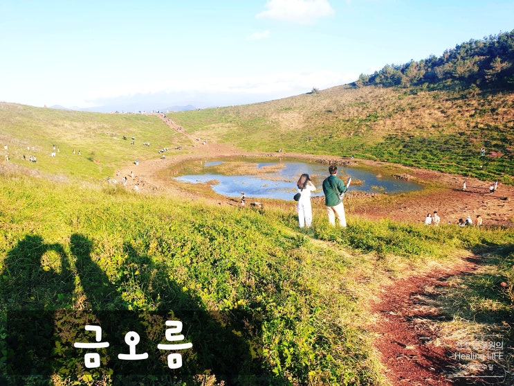  [금오름/금악오름] 제주도가을여행 (찐도민 추천)