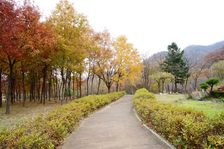  서울근교산책길 팽현숙 까페 까페드모파상 앞 가평삼회생태복원지구산책길에서 가을만나다.SEL2470Z