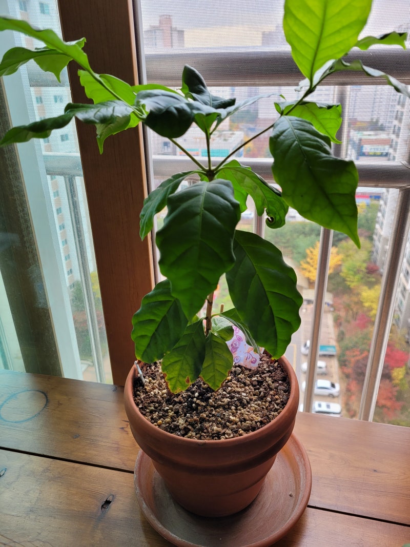 세월의 모진 바람이 몇 백년을 은행나무 등을 스쳐 지나갔는지도 이미 잊은 듯, 마을 어귀에 서 있는 은행나무 한 그루. 굽은 가지마다  비바람의 상처 흔적이 새겨져도 흔들릴 줄 모르고, 먼 길 떠난 사람들까지, image size:800x1067