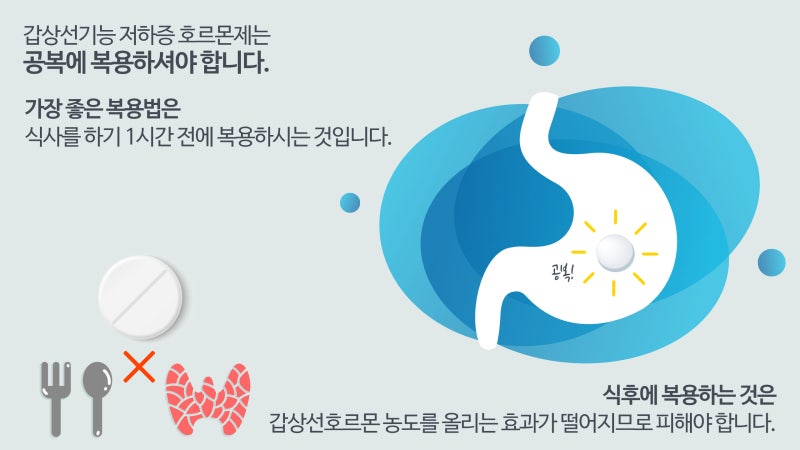 갑상선 호르몬 약/영양제 임신 중 복용법, 주의사항 11