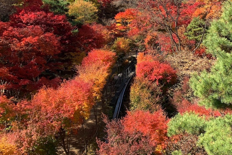  경기도 가볼만한 곳! 가을철 단풍놀이 추천장소 1위의 화담숲을 소개해요 (곤지암리조트 주변 나들이 장소 추천 화담숲 꿀팁 대공대)