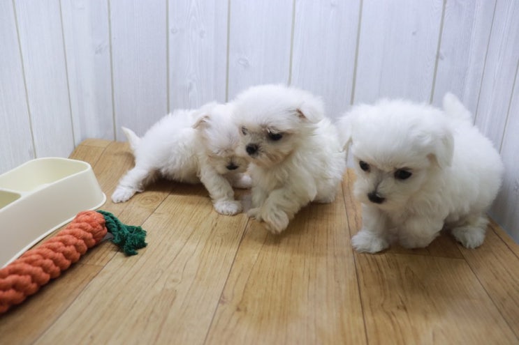 흰둥이 말티즈무료분양 건강한 강아지는 말티즈가정분양