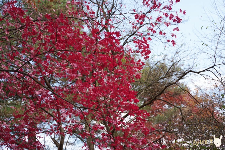 포천 광릉수목원 11월 늦가을 산책