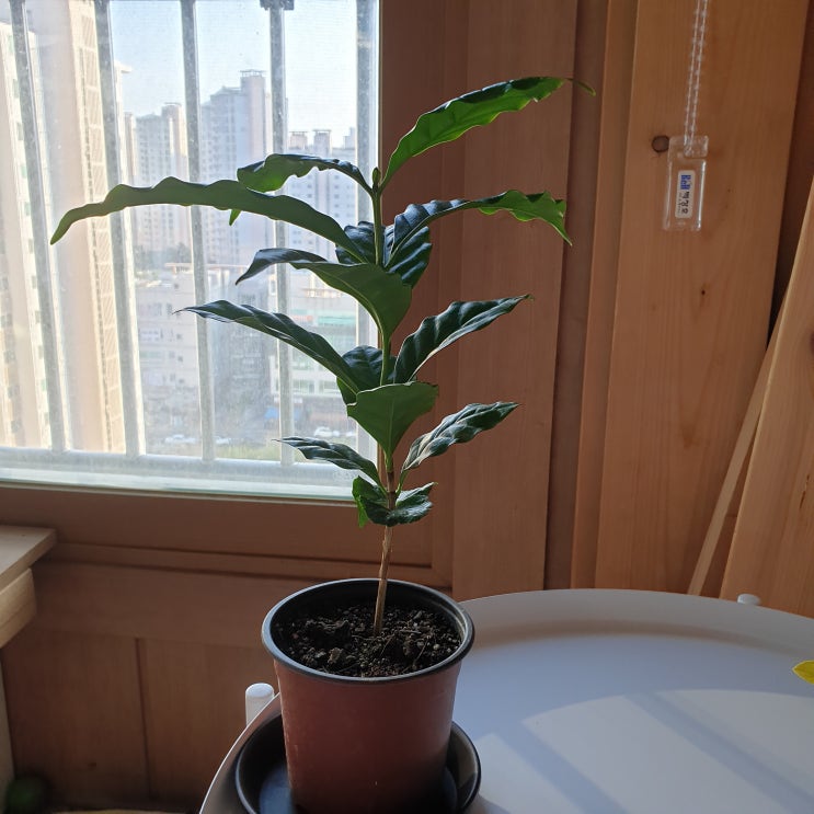 커피나무 키우기/성장/잎갈변/물주기