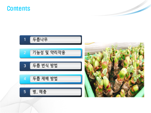  두릅 재배 및 촉성 재배법 1편