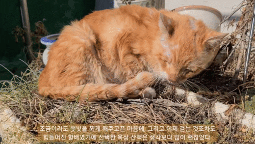  고양이별 가기 전 주인과 약속지킨 유기묘 할배