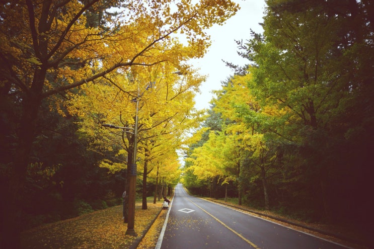 11월 제주여행, 제주의 노랑노랑한 가을을 만날 수 있는 제주대학교 은행나무길 | 알쓸리뷰X제주포토스팟