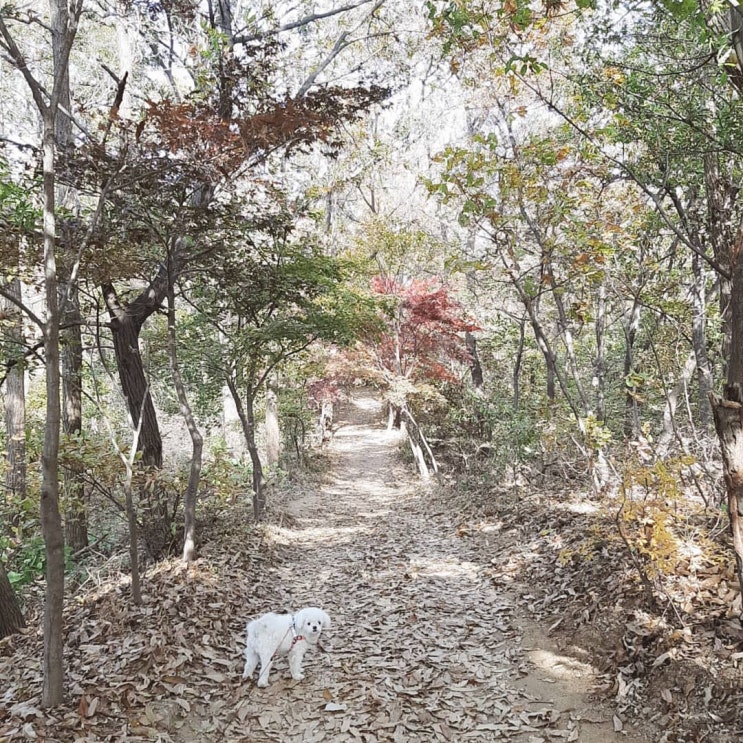  가을 산행 _ 산책이라 해야 하나?