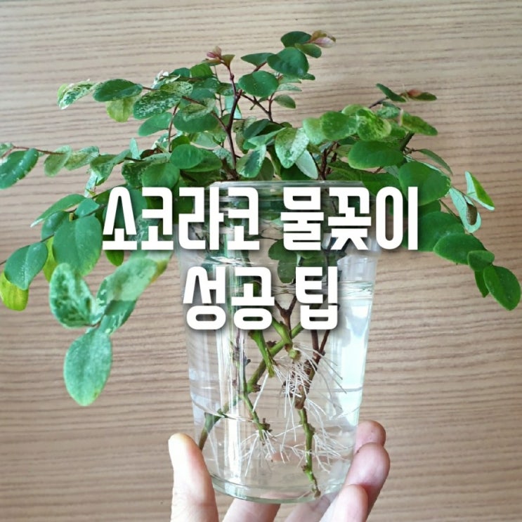  소코라코 삽목 및 정식